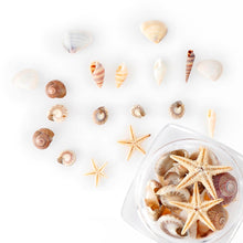 Load image into Gallery viewer, 1/2/5Box Natural Mini Conch Shells Starfish Sea Beach Ornaments Shell Design Conch Epoxy Mold Filling Home Deco Manicure Tools
